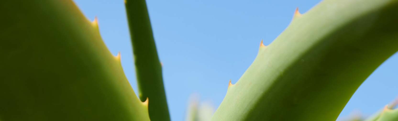 Aloe